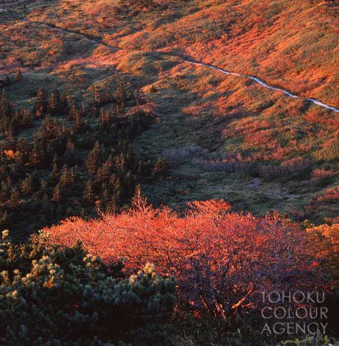 Aoki Yoshisumi-